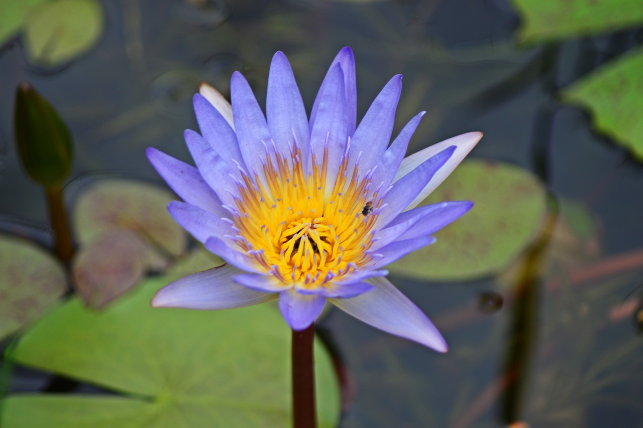 water lily flower nature free photo