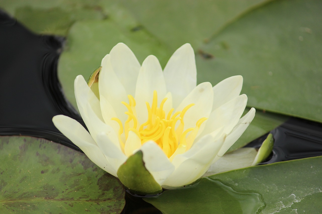 water lily nature plant free photo