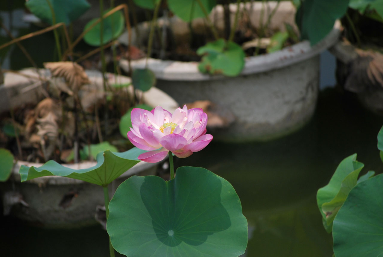 water lily flower free photo