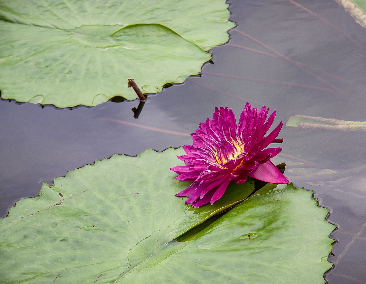 water lily plant pond free photo