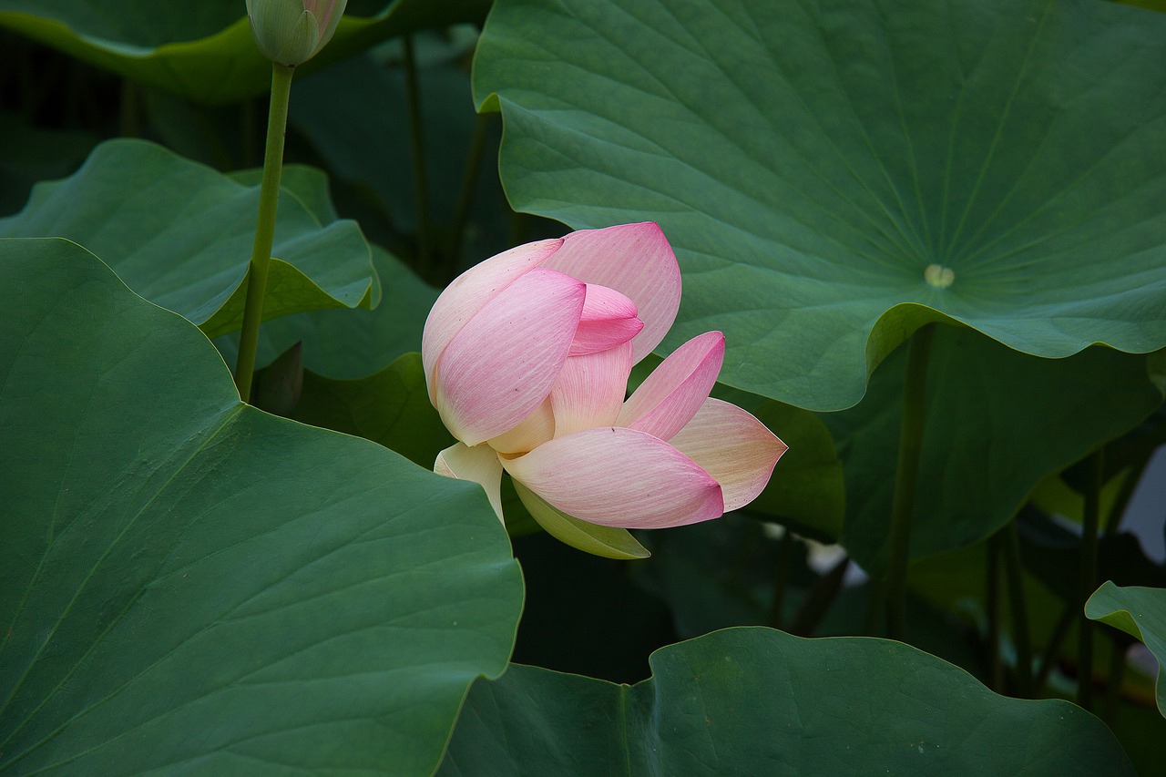 water lily bud plant free photo