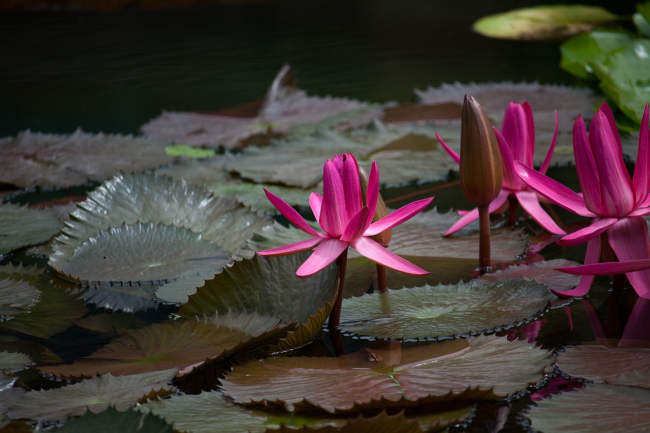 water lily plant pond free photo