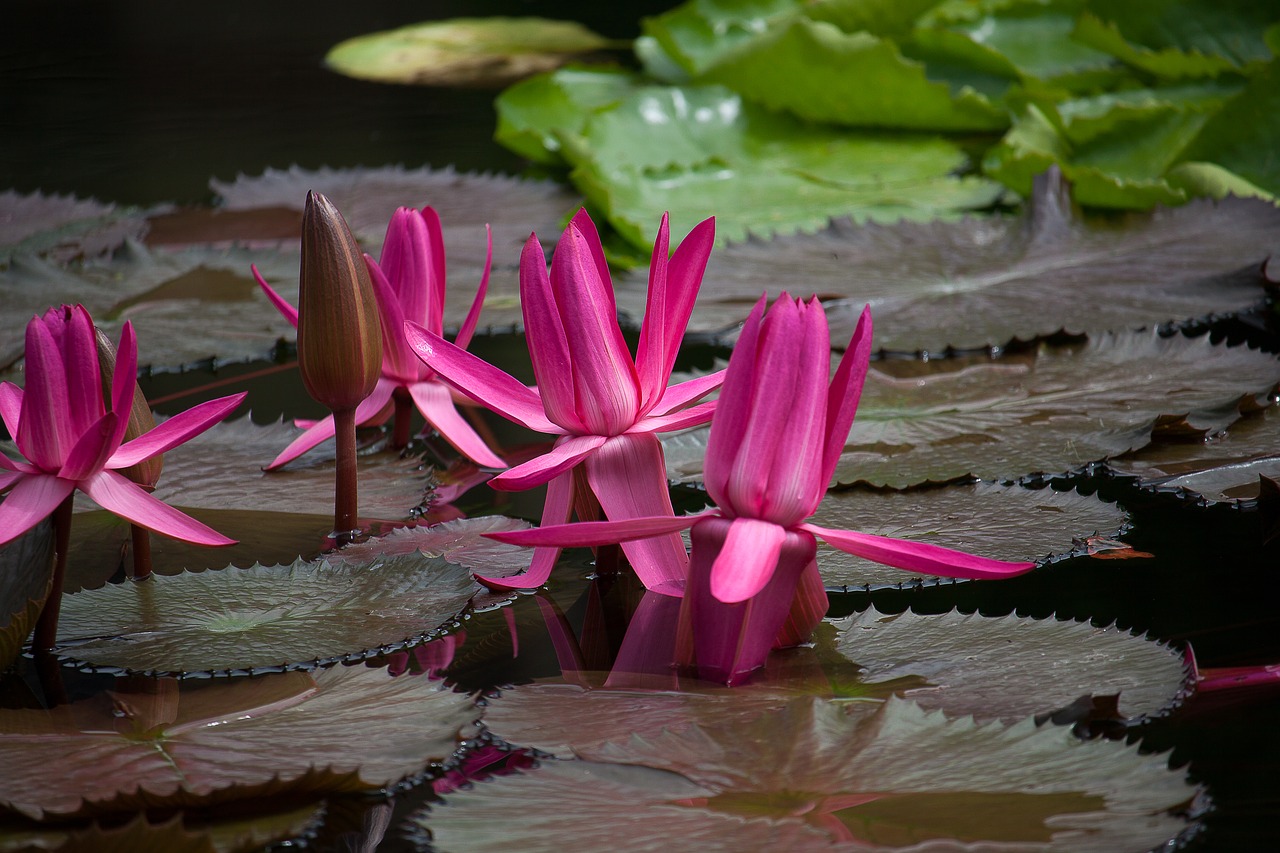 water lily plant pond free photo