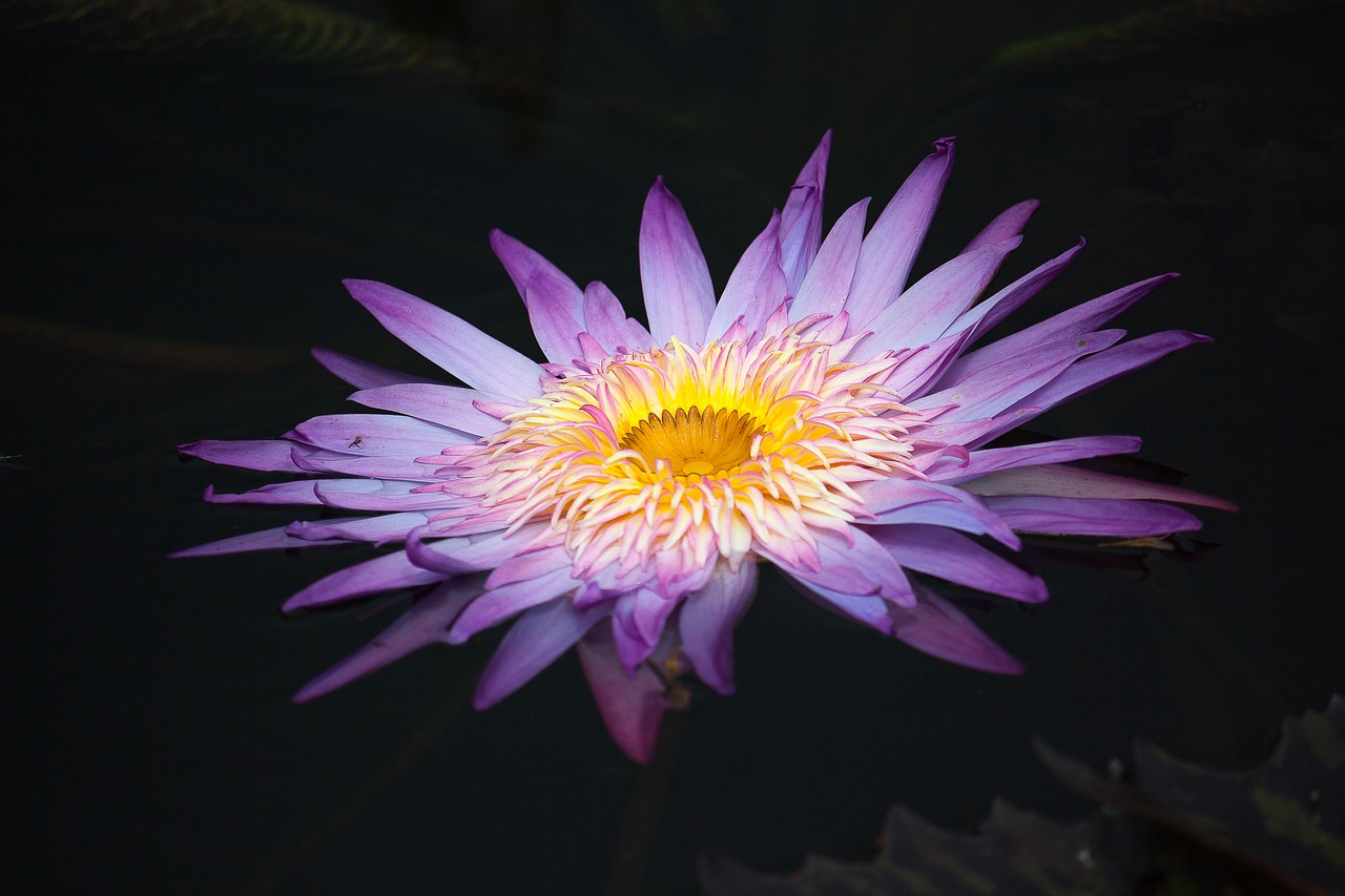 water lily blossom bloom free photo