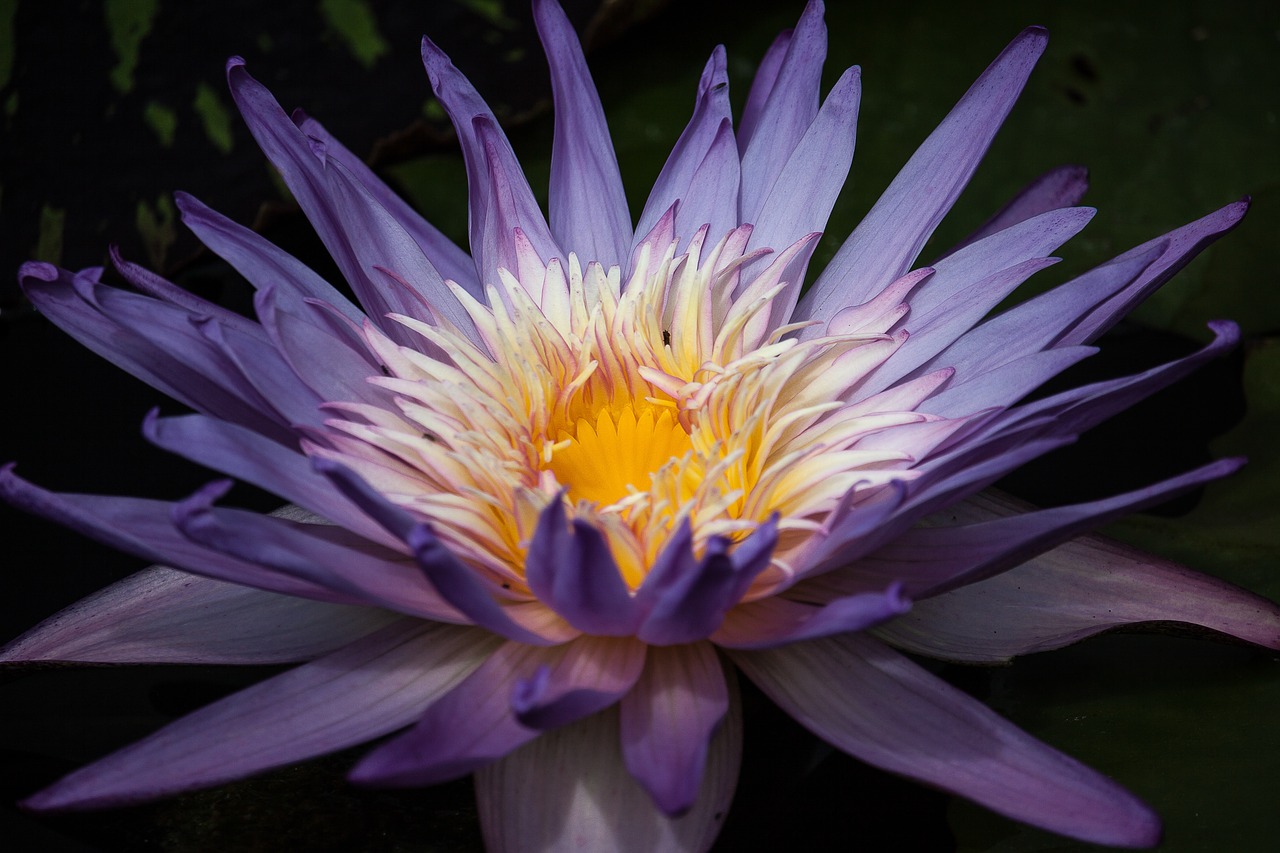 water lily blossom bloom free photo