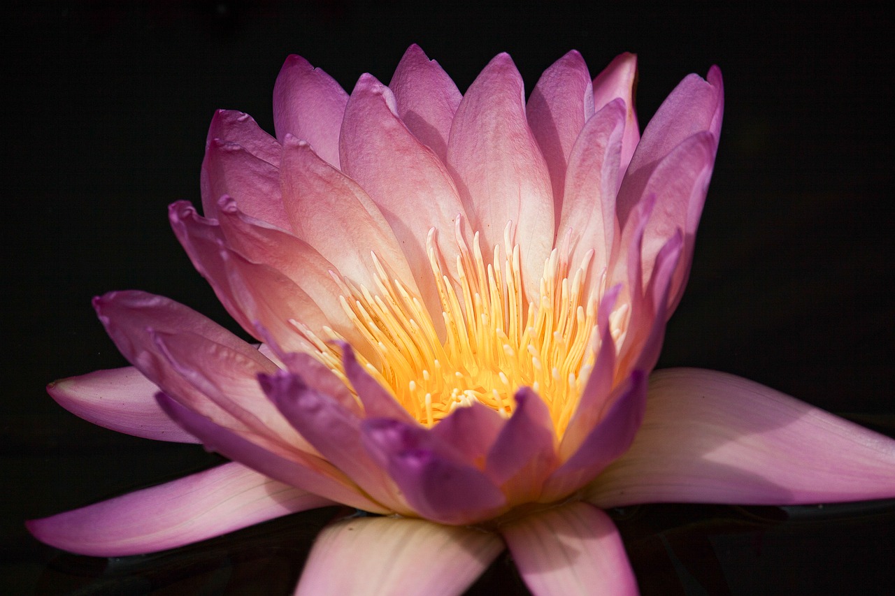 water lily blossom bloom free photo