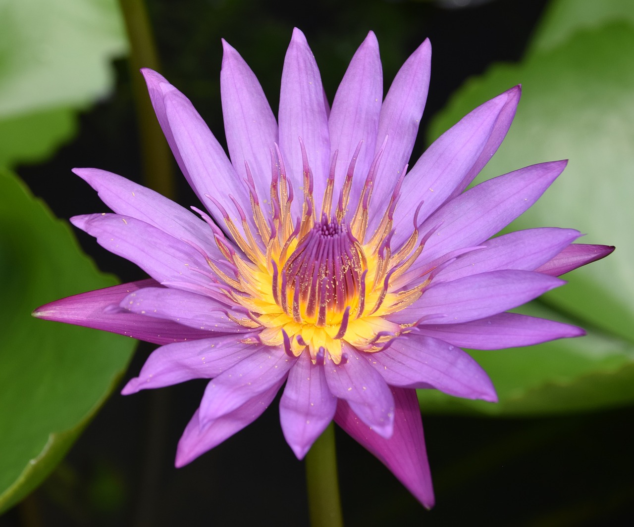 water lily flower plant free photo