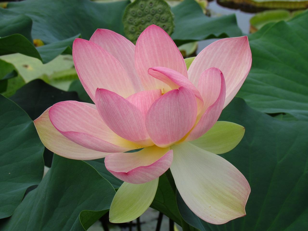 water lily blossom bloom free photo