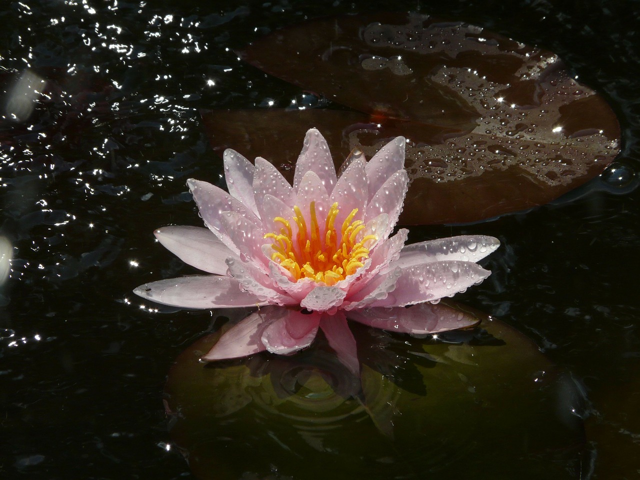 water lily flower lake free photo