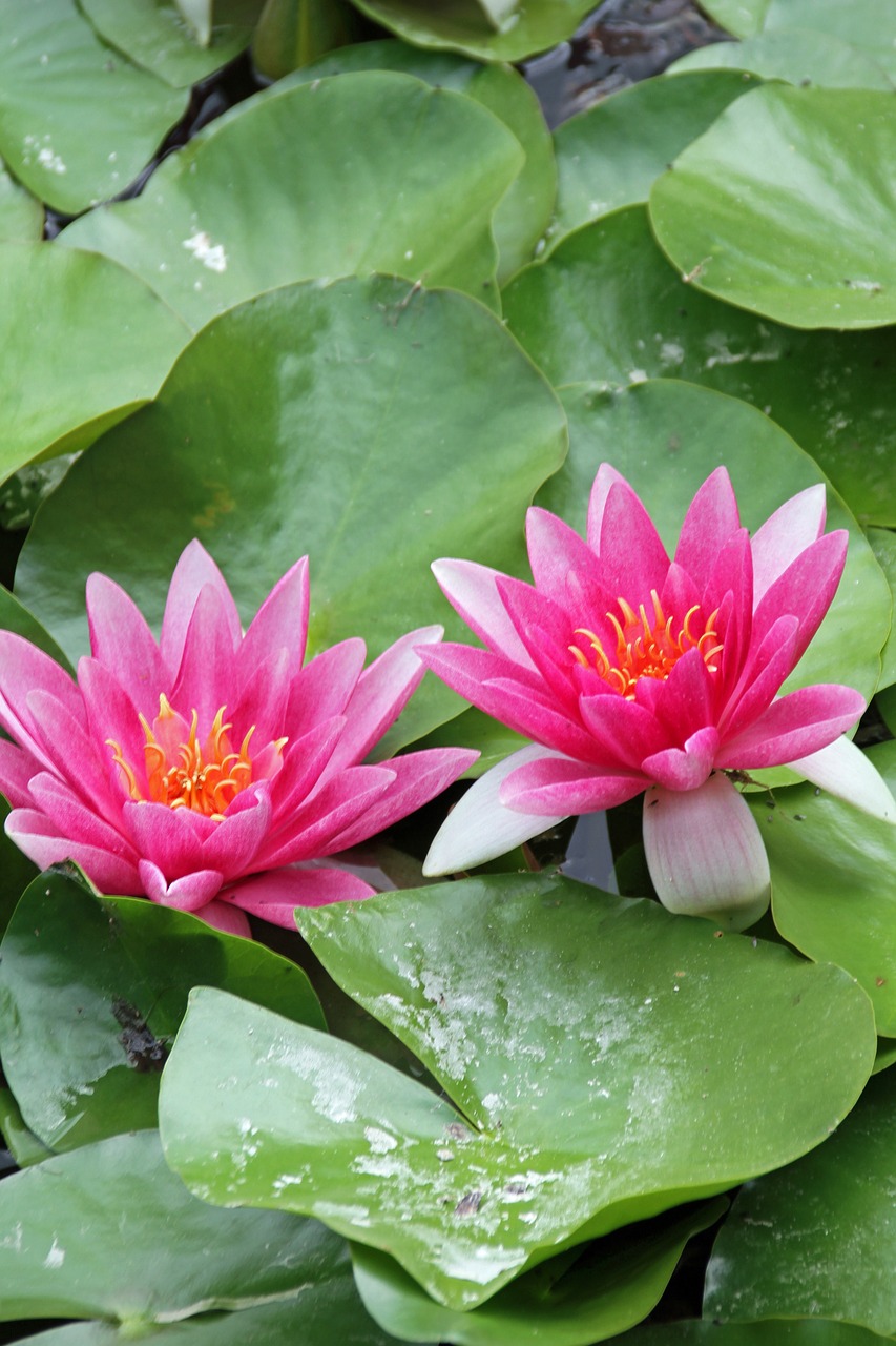 water lily flower pink flower free photo