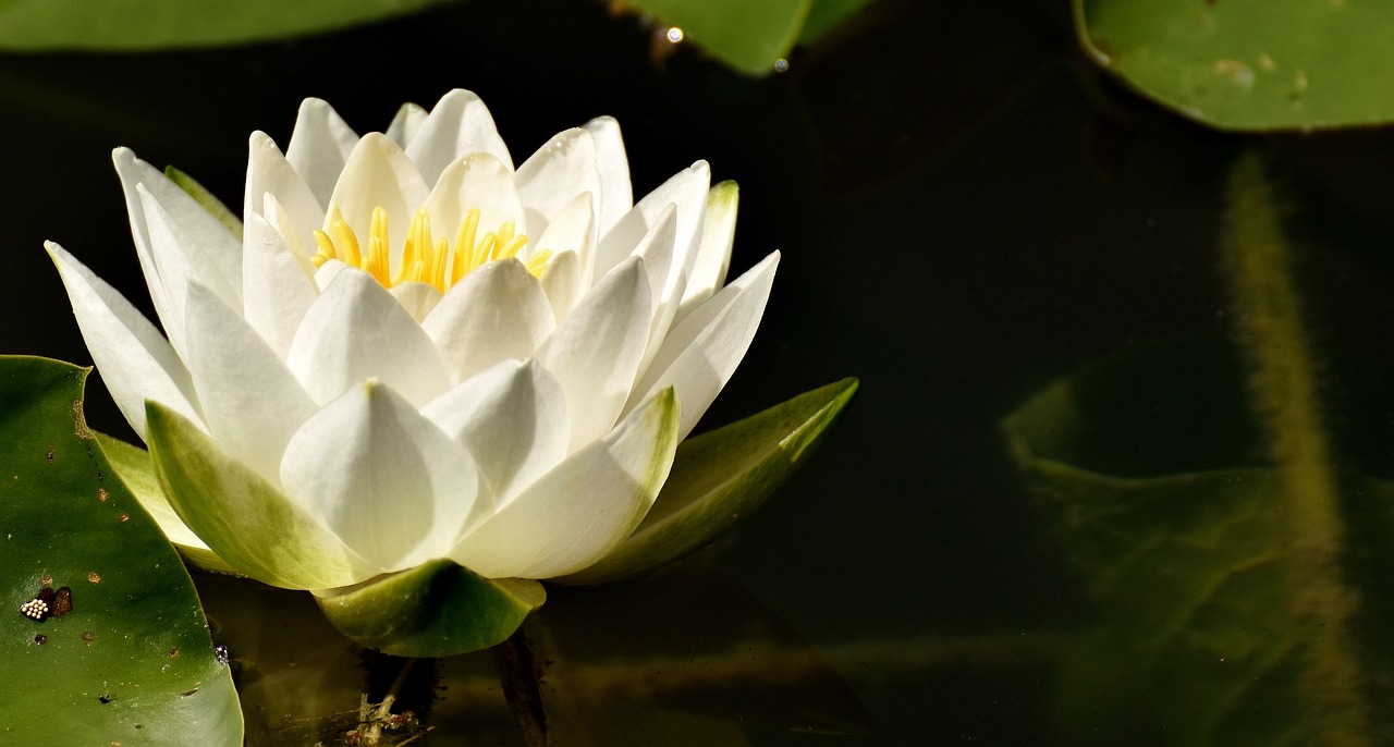 water lily plant aquatic plant free photo