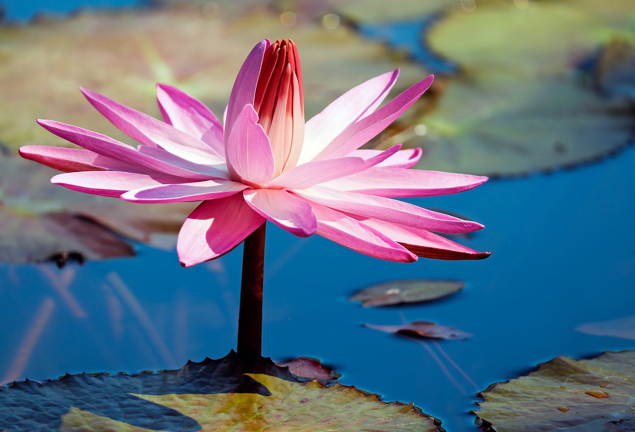 water lily flower aquatic plant free photo