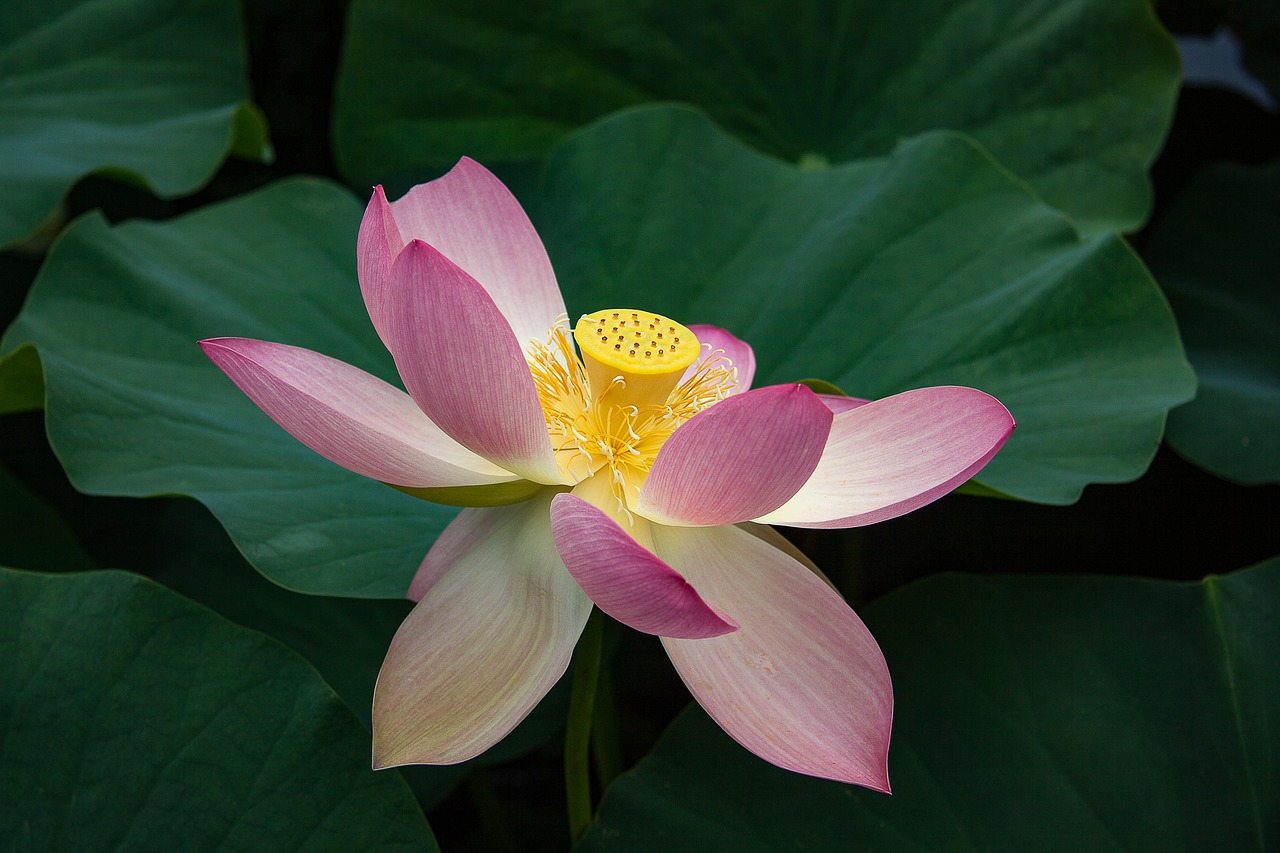 water lily lotus blossom free photo