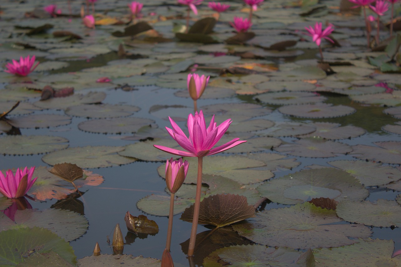 water lily lotus nymphaeaceae free photo