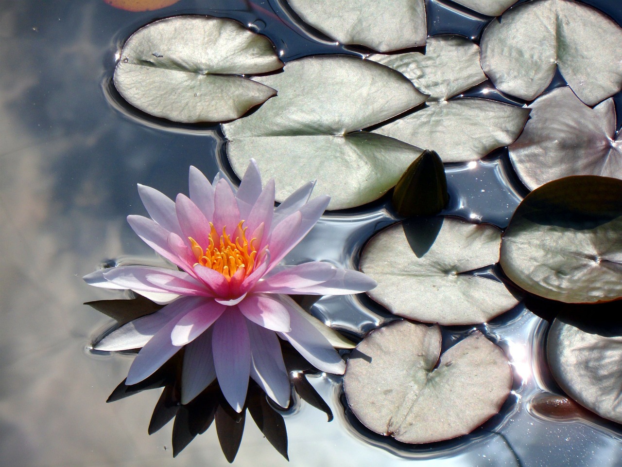 water lily flower aquatic plant free photo