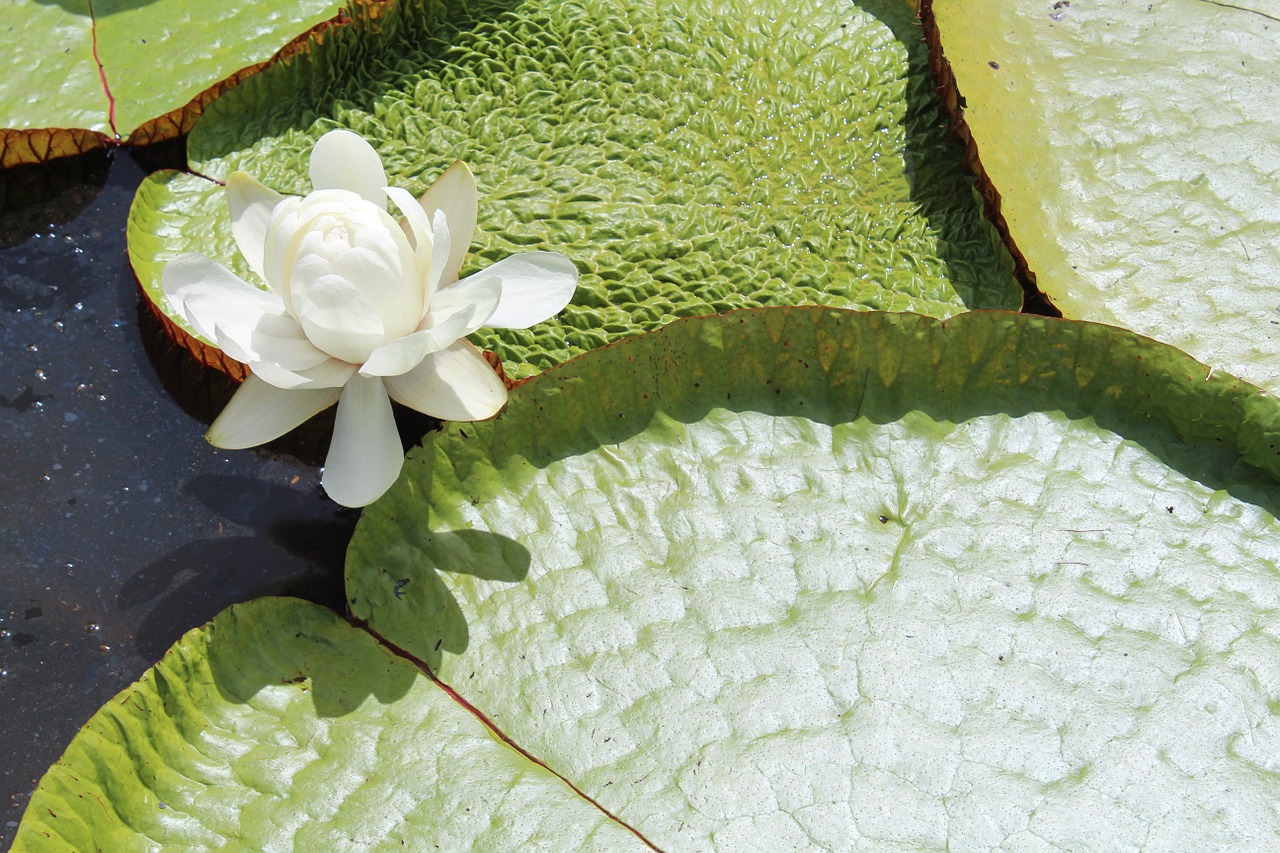 water lily white flower flower free photo