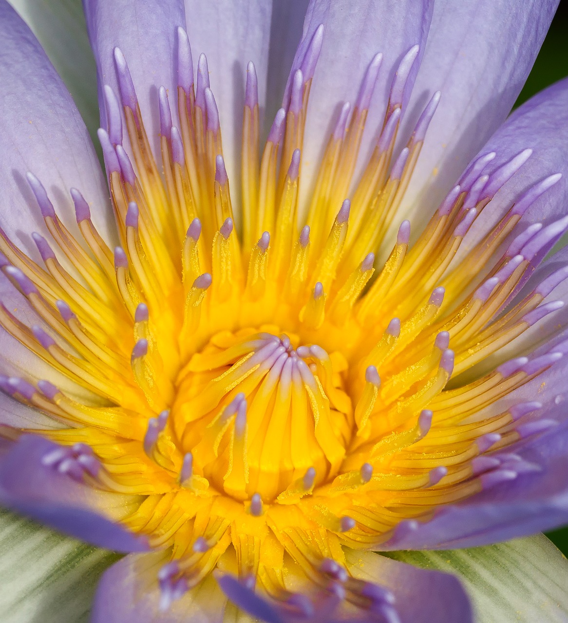 water lily  flower  nature free photo