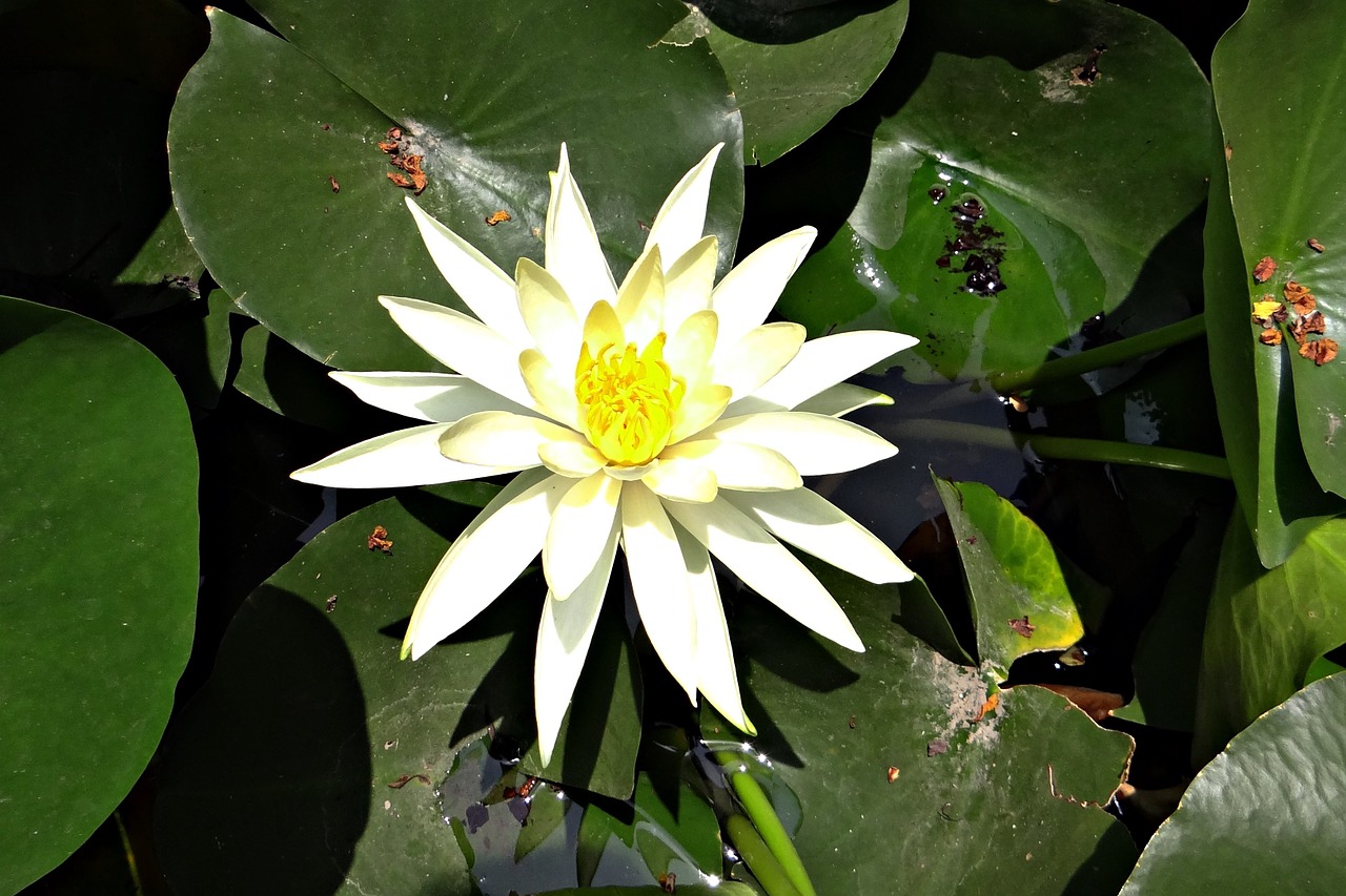 water lily banana waterlily yellow waterlily free photo