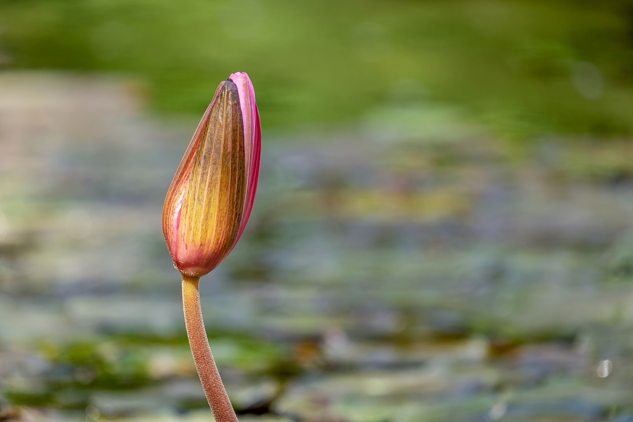 water lily  bud  pond free photo
