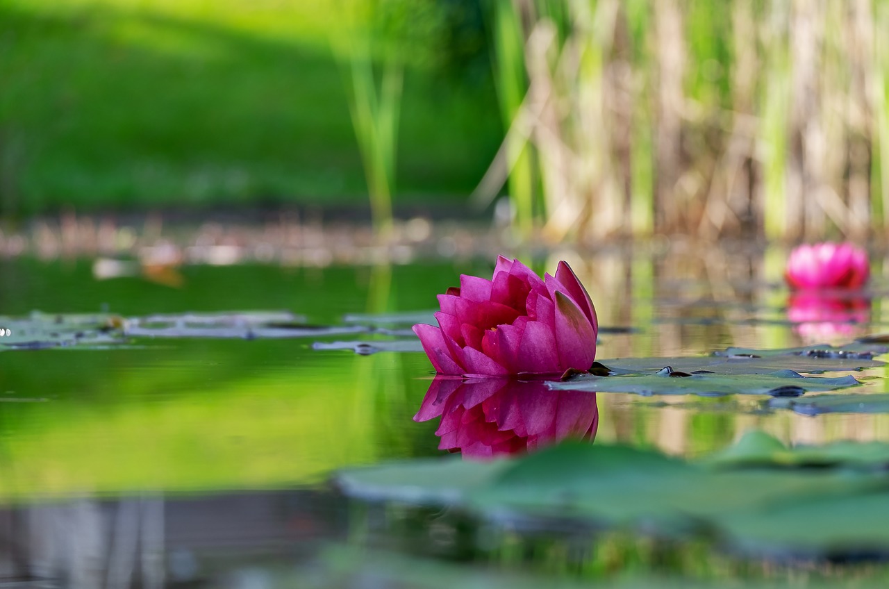 water lily  flower  blossom free photo