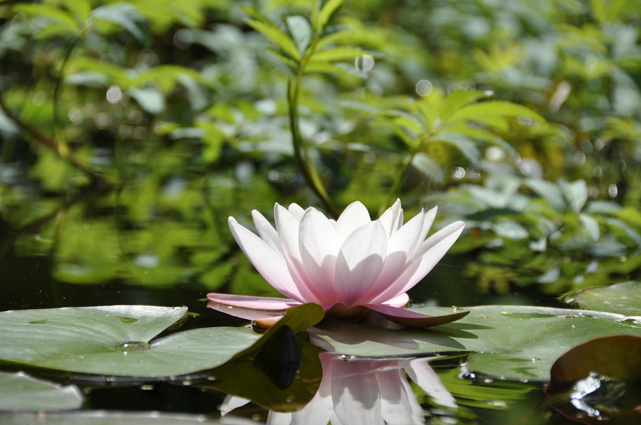 water lily pond pink free photo