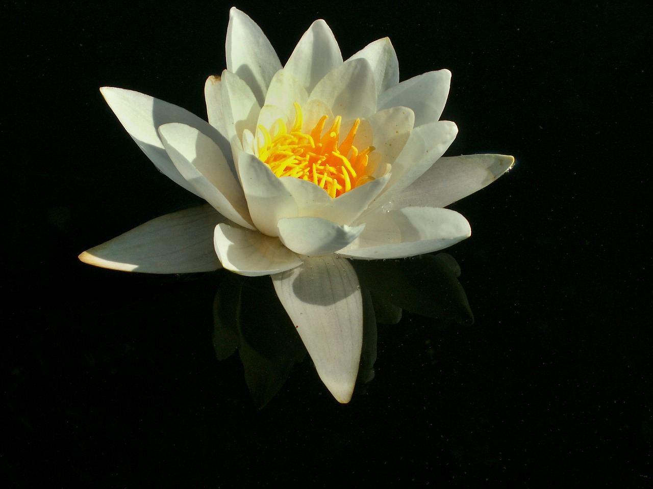 water lily  flower  flower water free photo