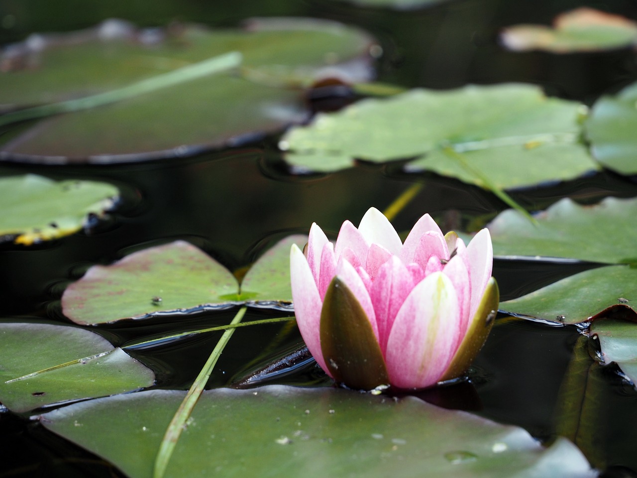 water lily  pond  pink water lily free photo