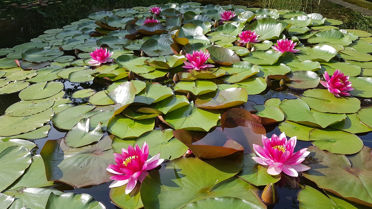 water lily  pond  pink free photo