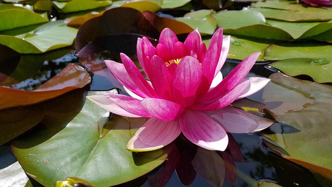 water lily  pond  pink free photo