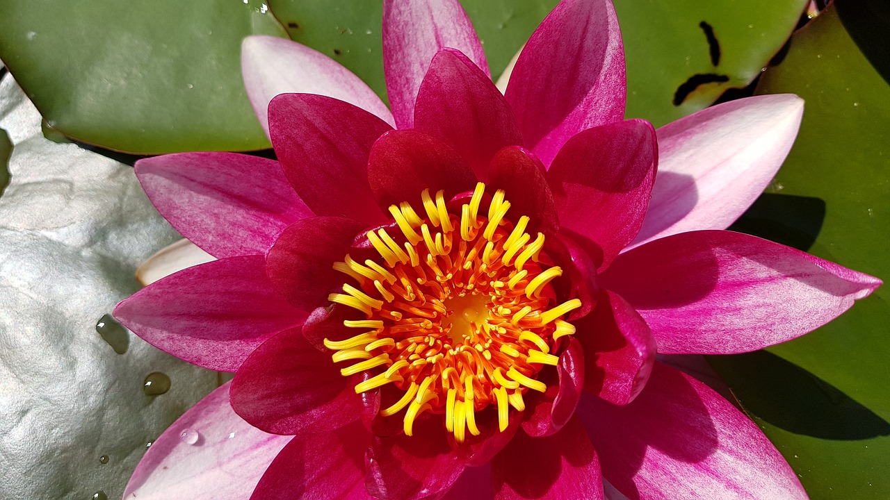 water lily  pond  pink free photo