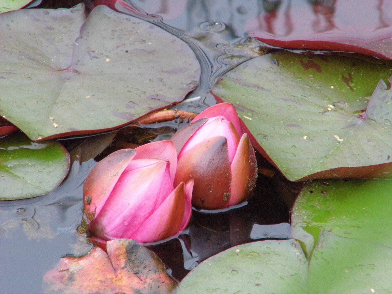 water lily  pink flower  flower free photo