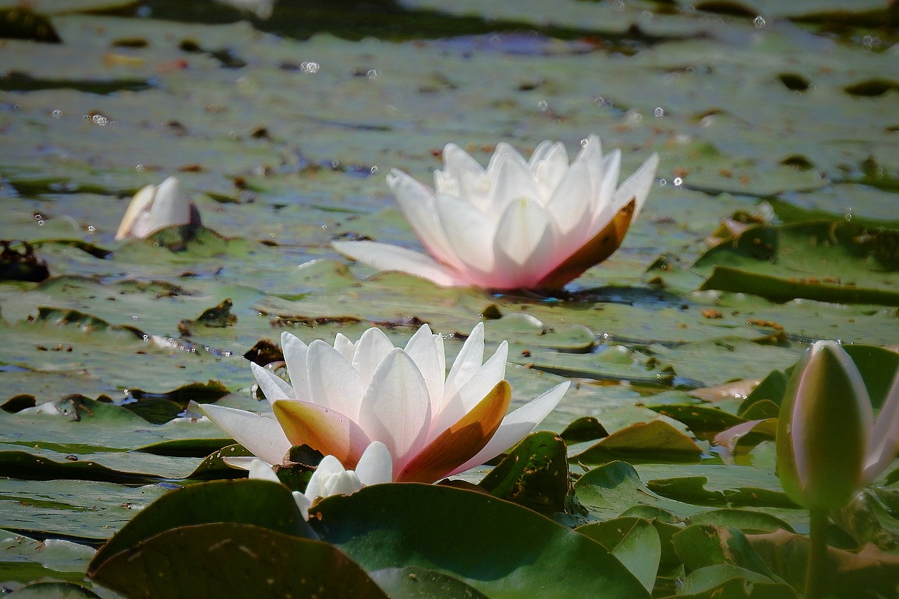 water lily  nature  flower free photo