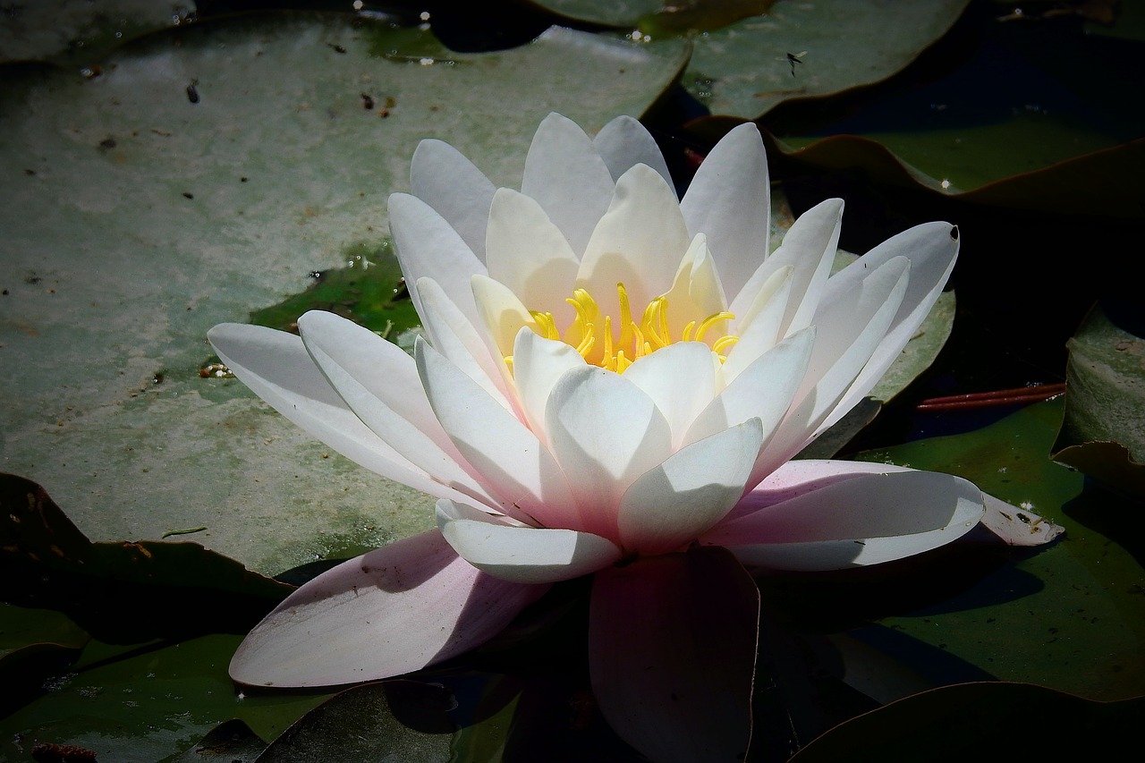 water lily  nature  flower water free photo