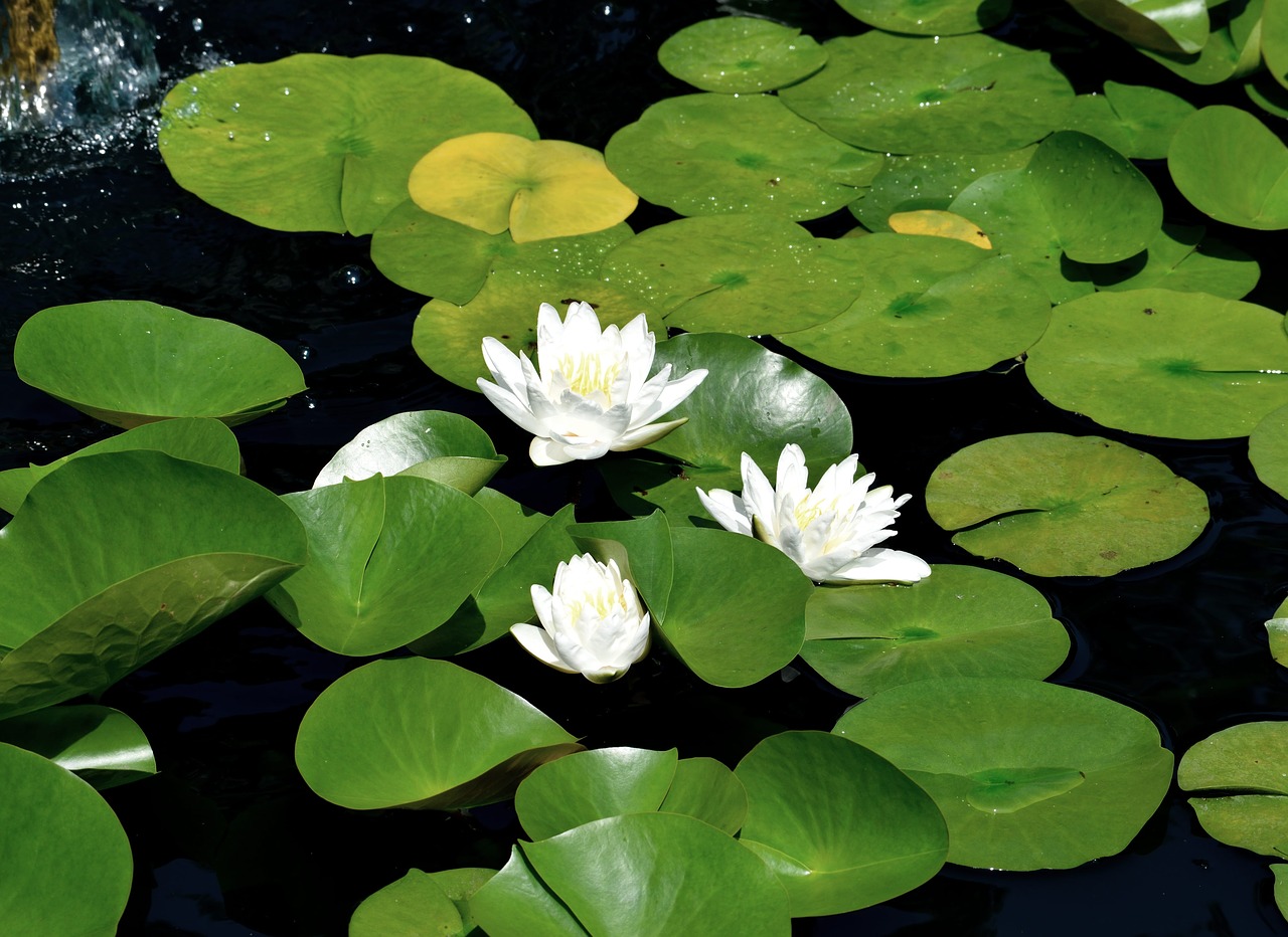 water lily  lily pad  pond free photo