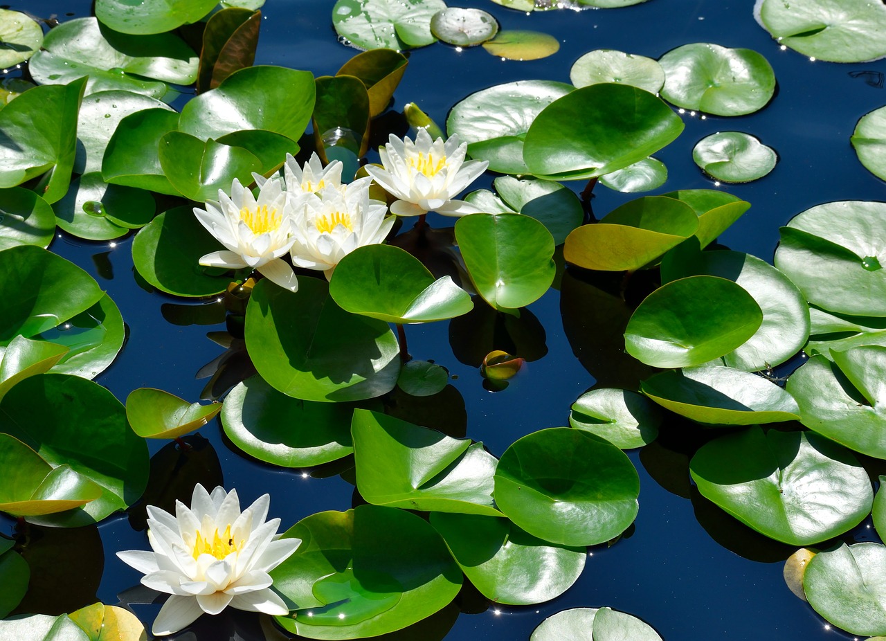 water lily  lily pad  pond free photo