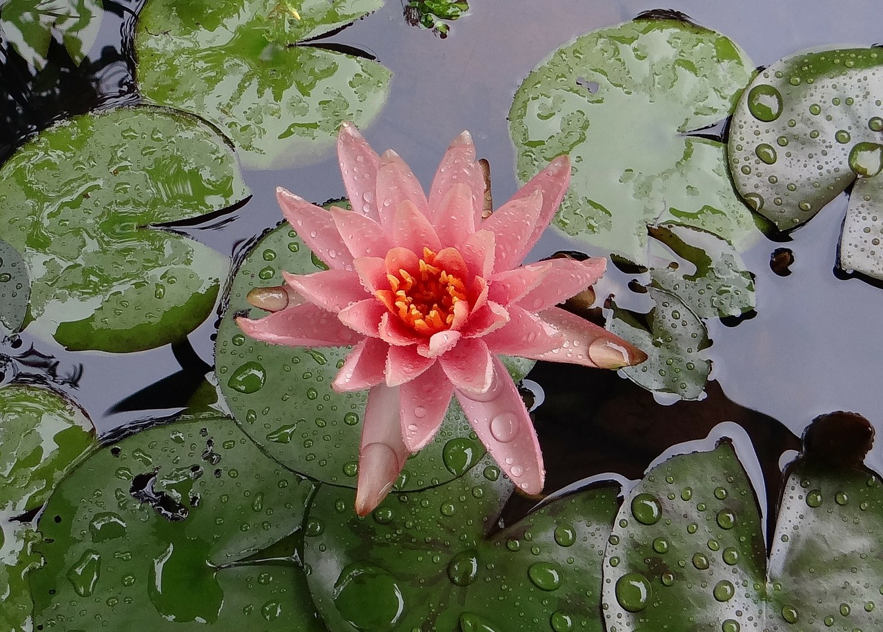 water lily lily flower free photo
