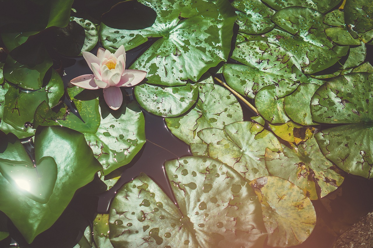 water lily  flower  water free photo