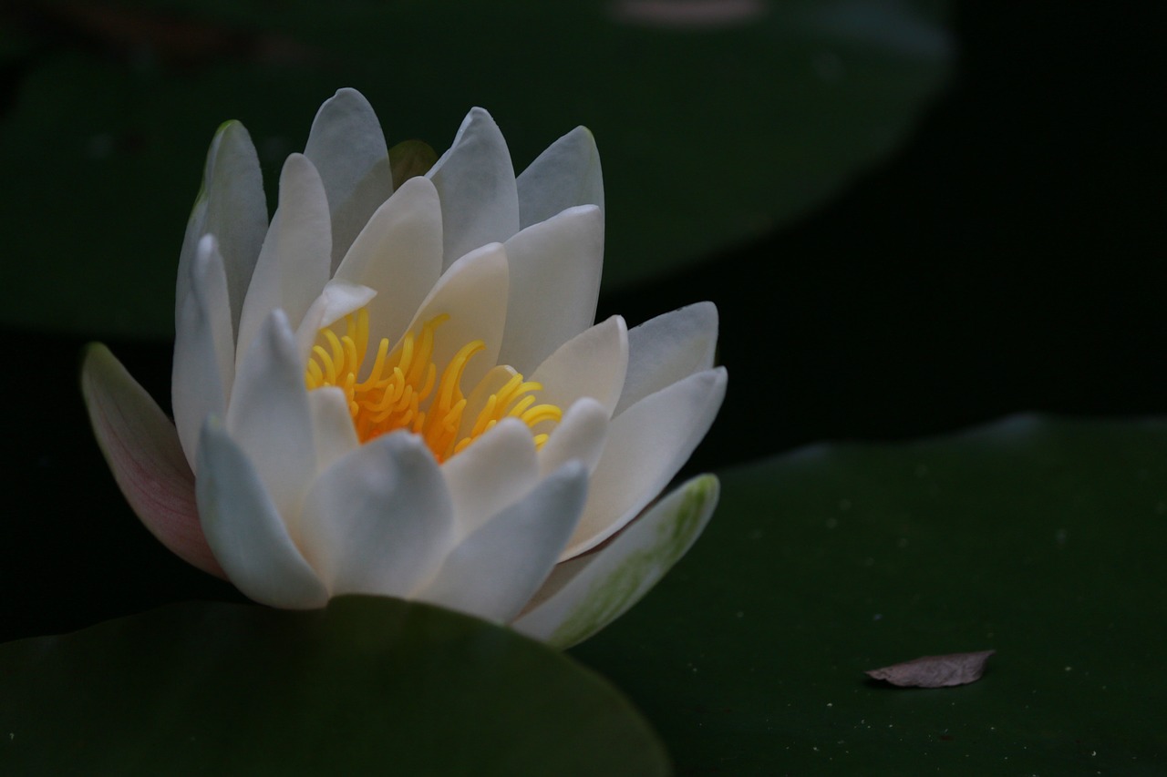 water lily  water flower  white water lily free photo