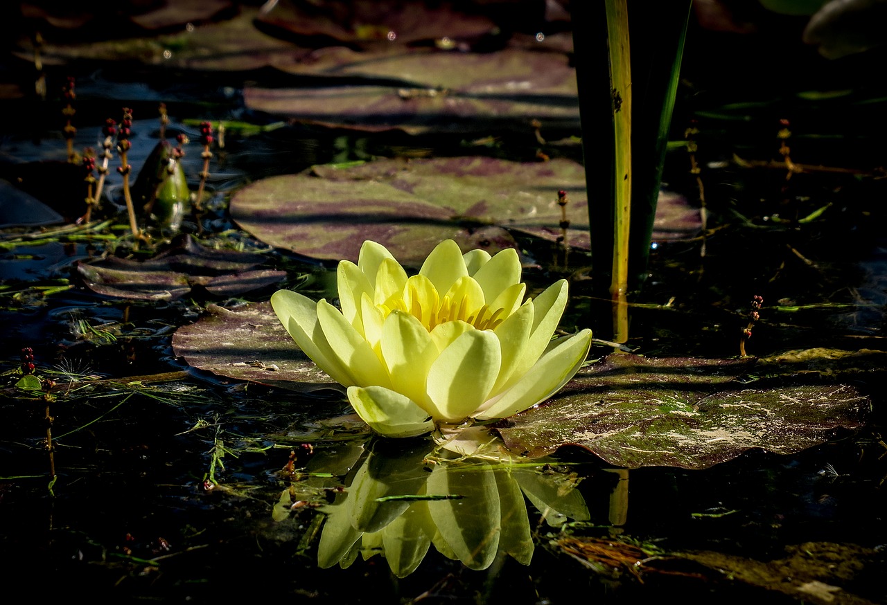 water lily  lake  pond free photo