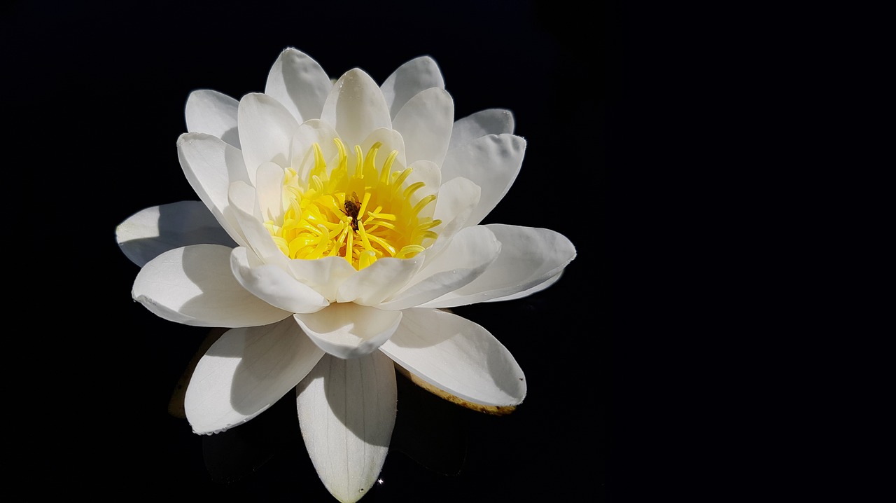 water lily  nymphaea  william doogue free photo