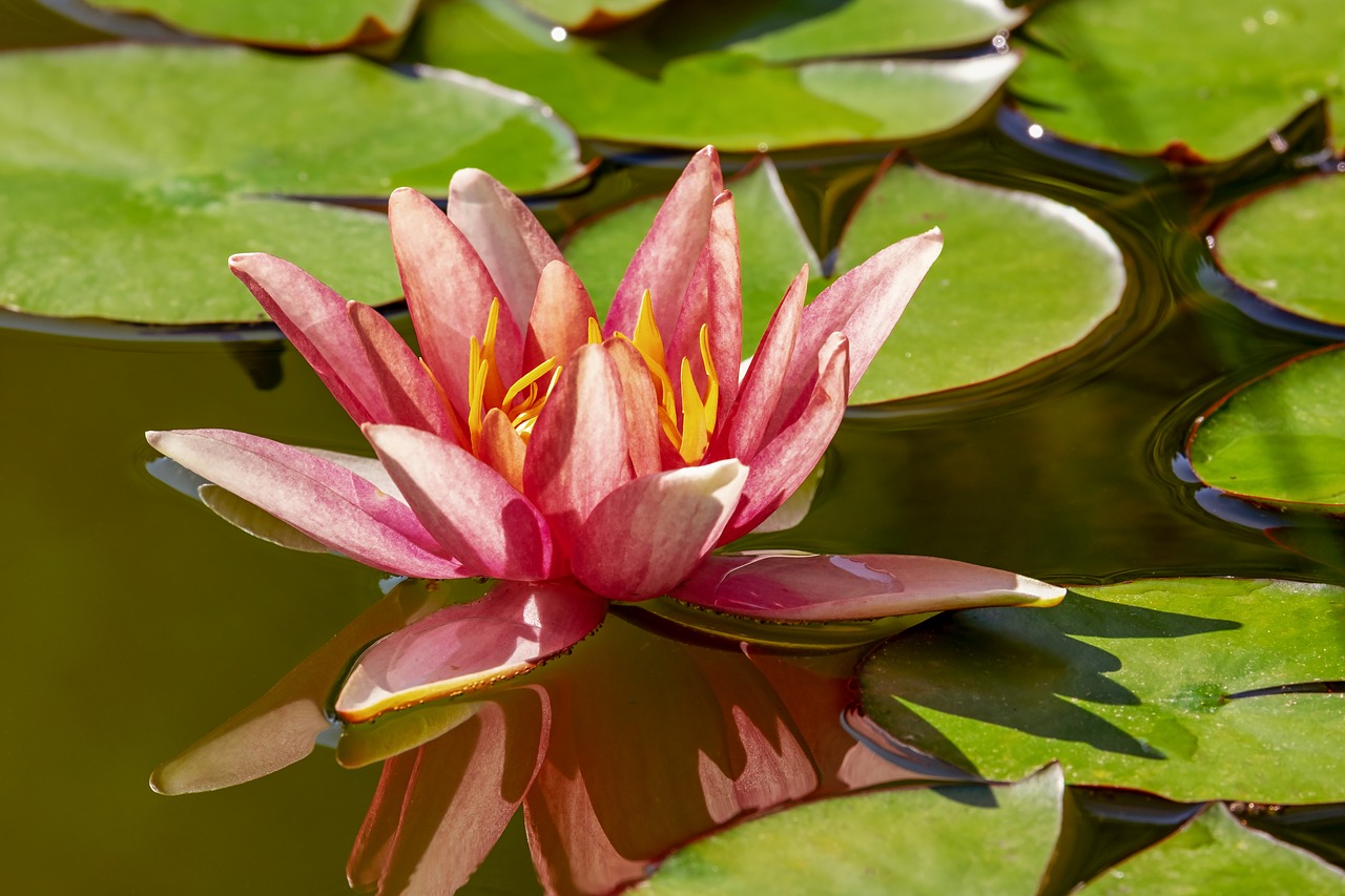 water lily  aquatic plant  flower free photo