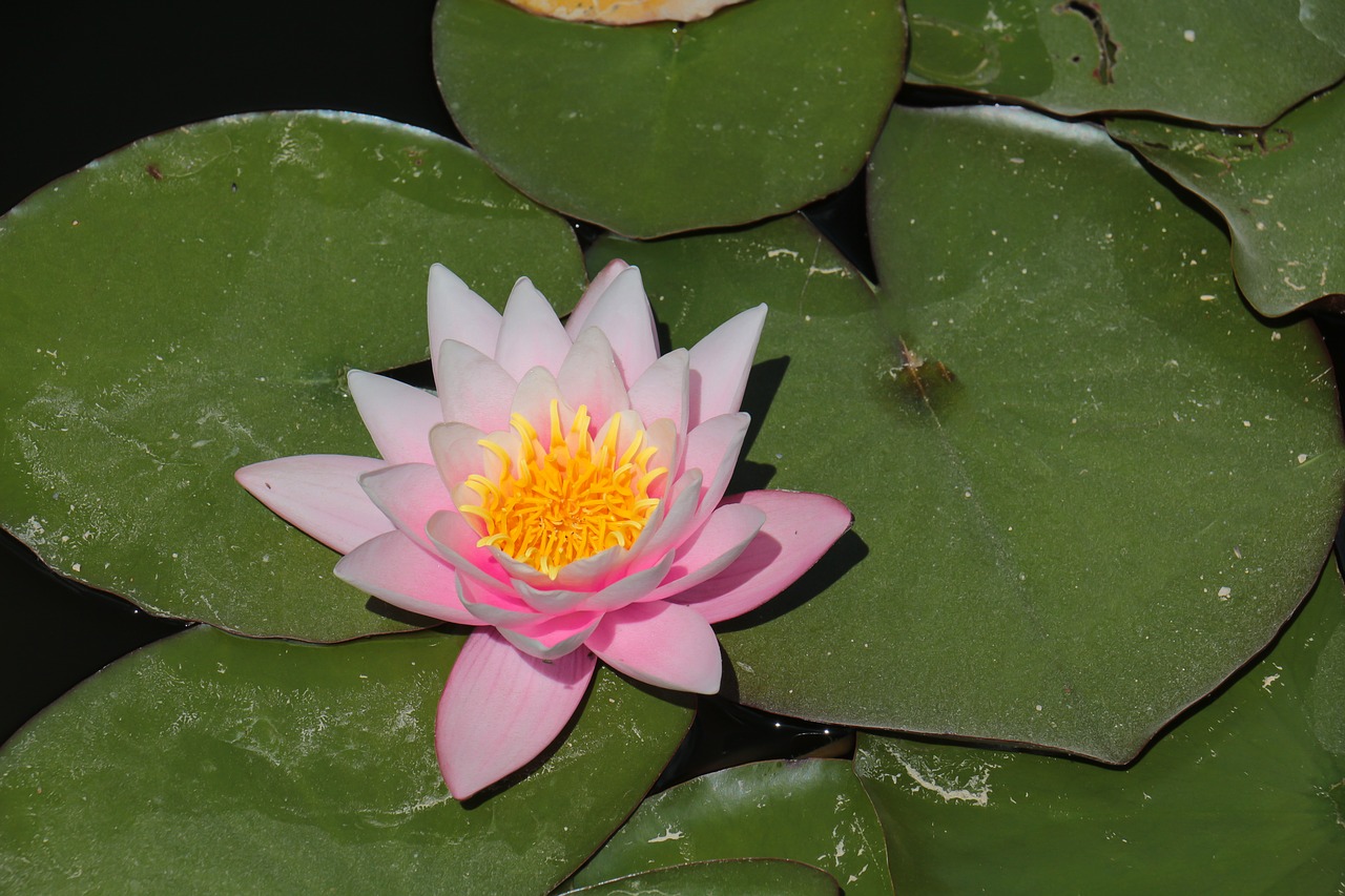 water lily  water  pond free photo