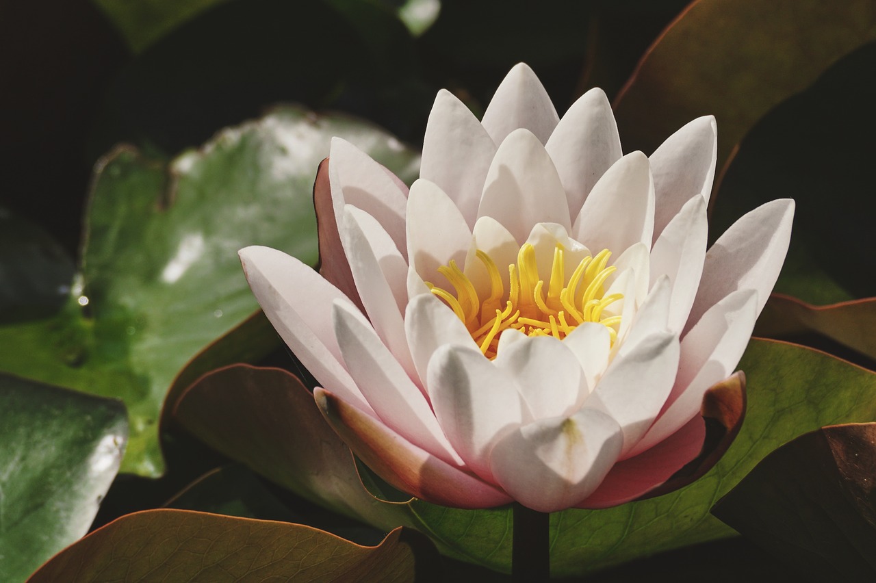 water lily  white lily  pond free photo