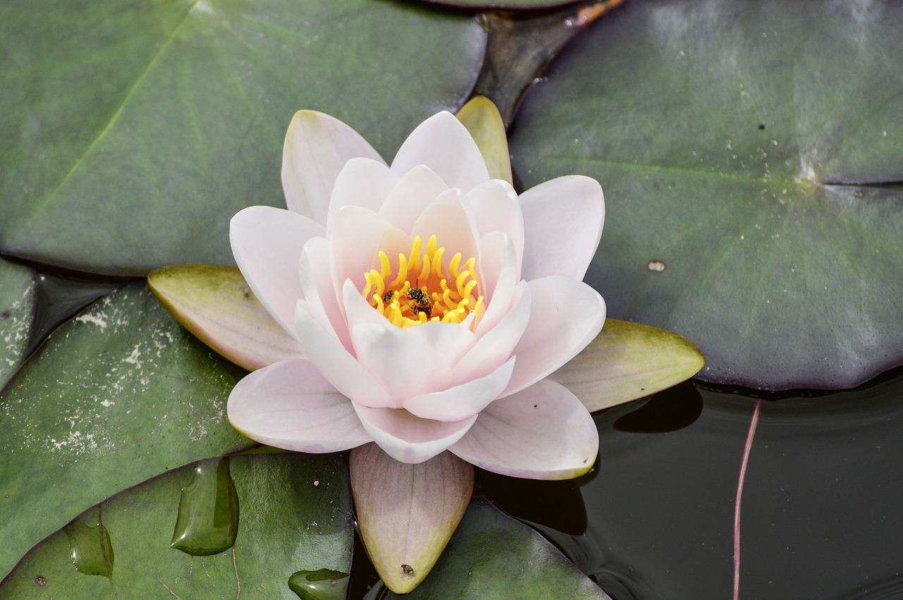 water lily  bee  nature free photo