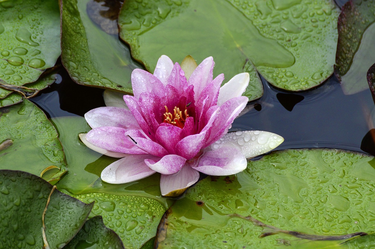 water lily  flower  water free photo