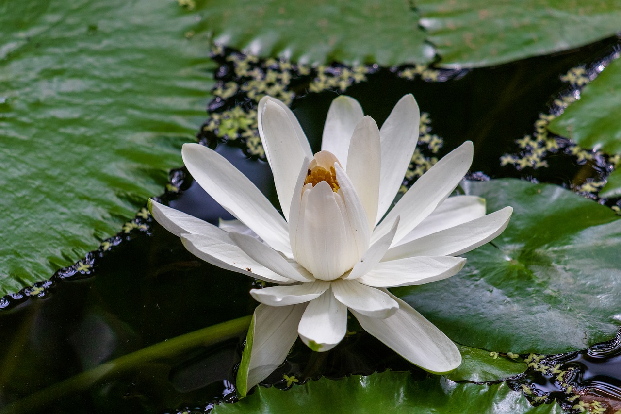 water lily  pond  blossom free photo