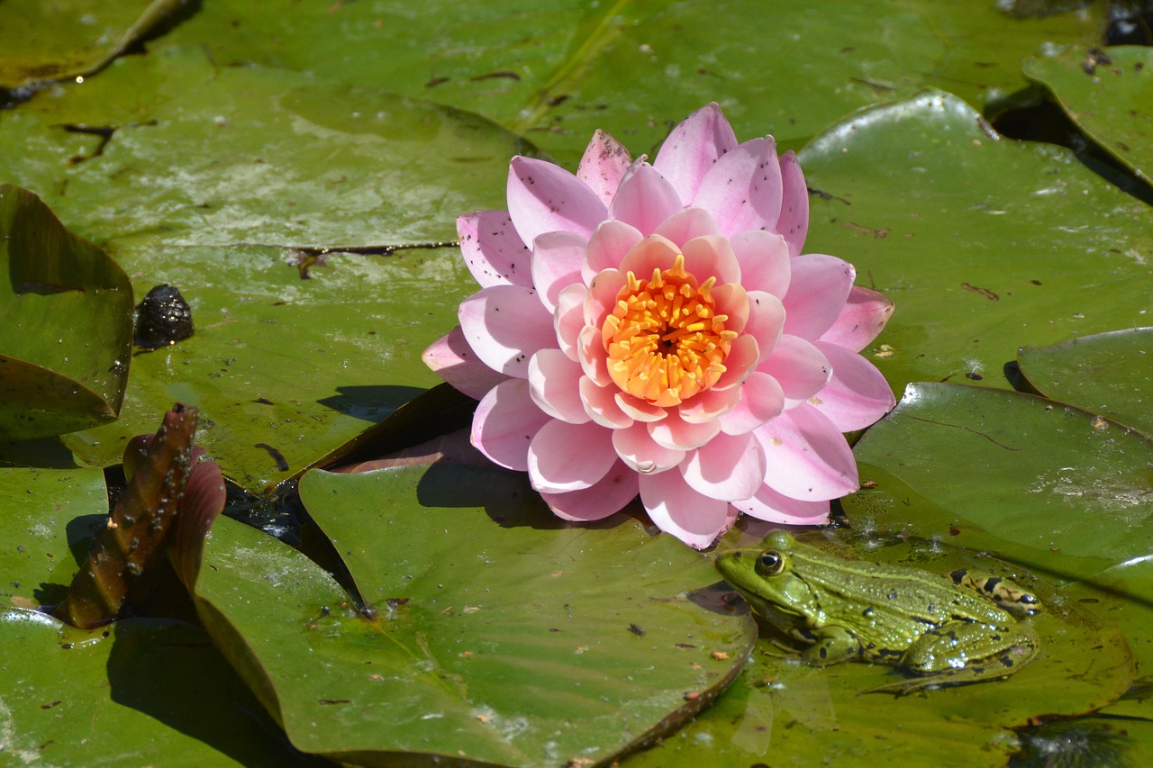 water lily  nature  pond free photo