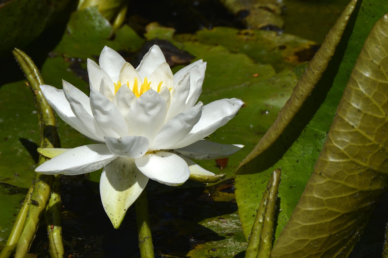 water lily  nature  pond free photo