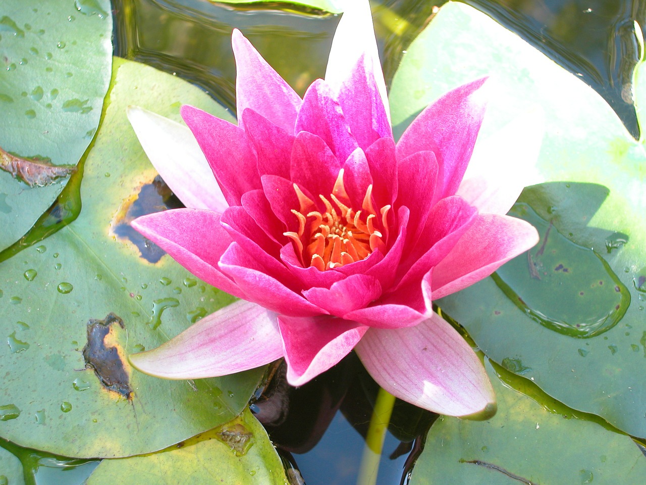 water lily water flower flower free photo