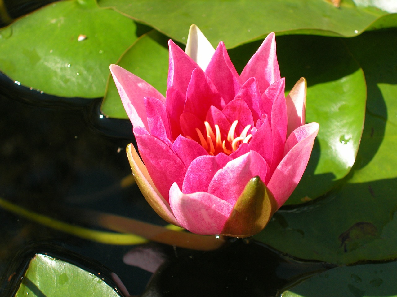 water lily flower water flower free photo